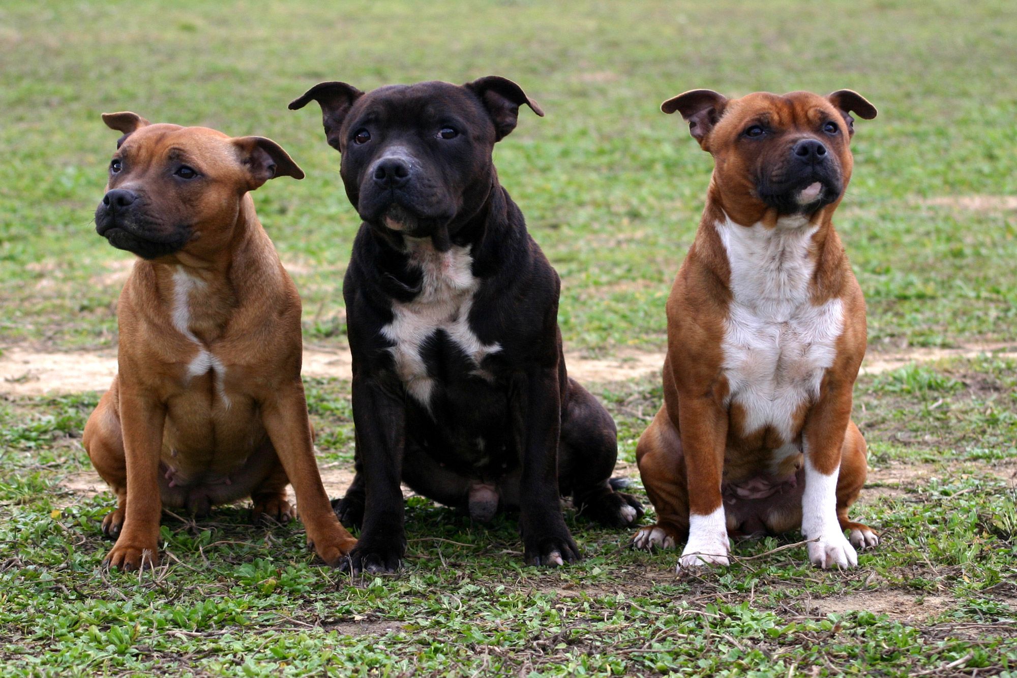 Perros potencialmente peligrosos: cuidados y requisitos