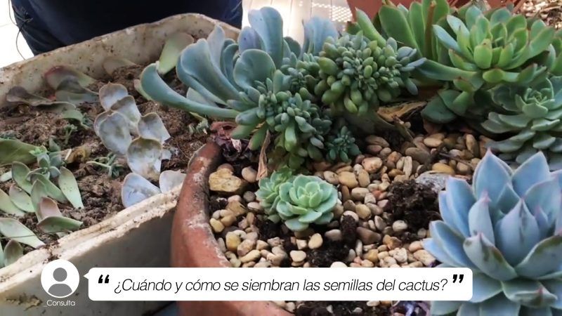 cuando y como se siembran las semillas del cactus yt