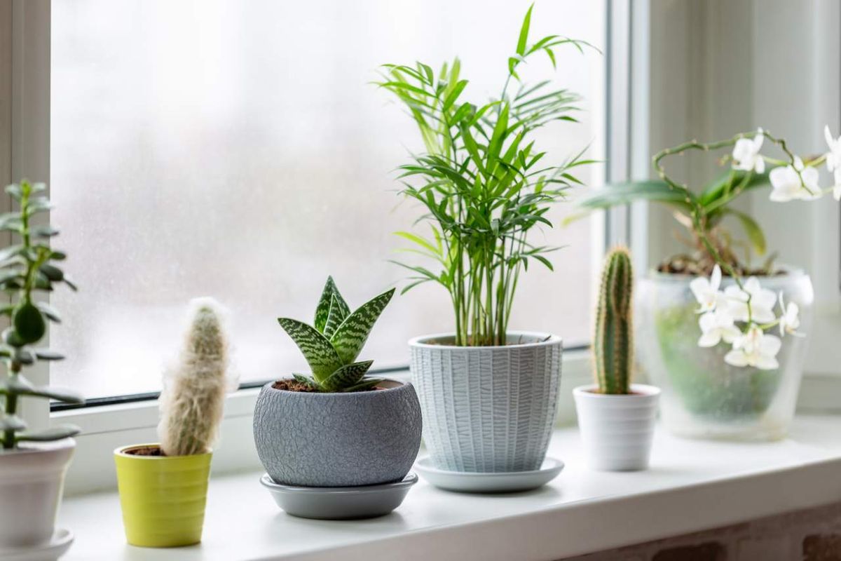 Las plantas de interior pueden aportar de forma positiva o negativa al hogar según el Feng shui