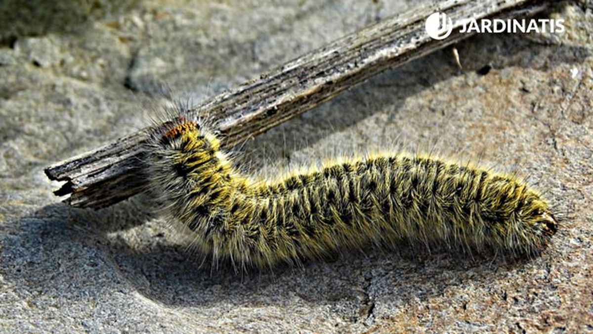 acabar con la procesionaria del pino