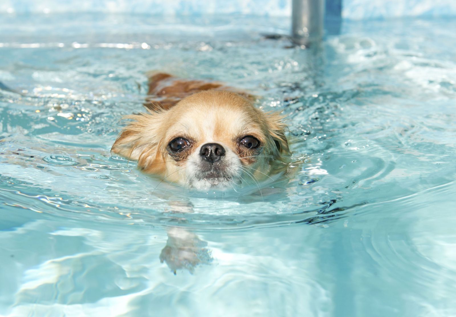 perro nadando pisicina
