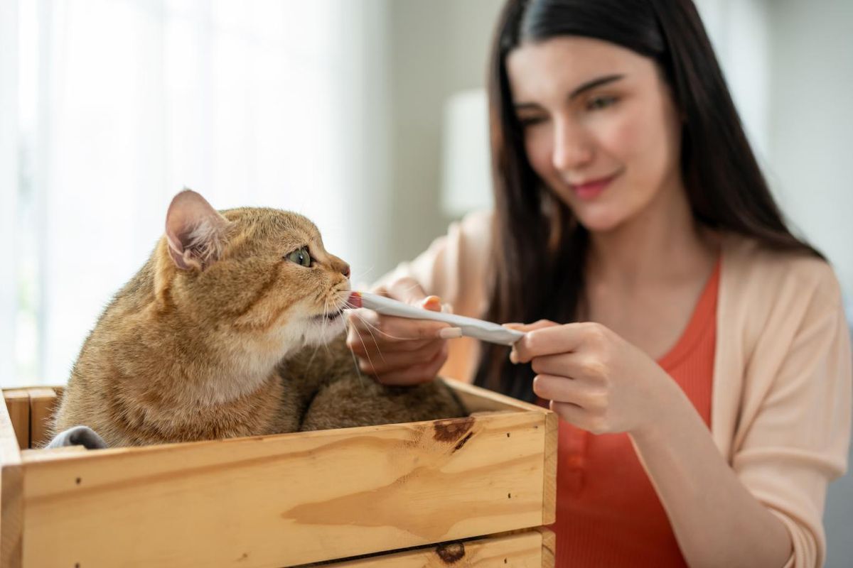 Los sobres de snacks húmedos son clave para ganarnos el cariño de los felinos.