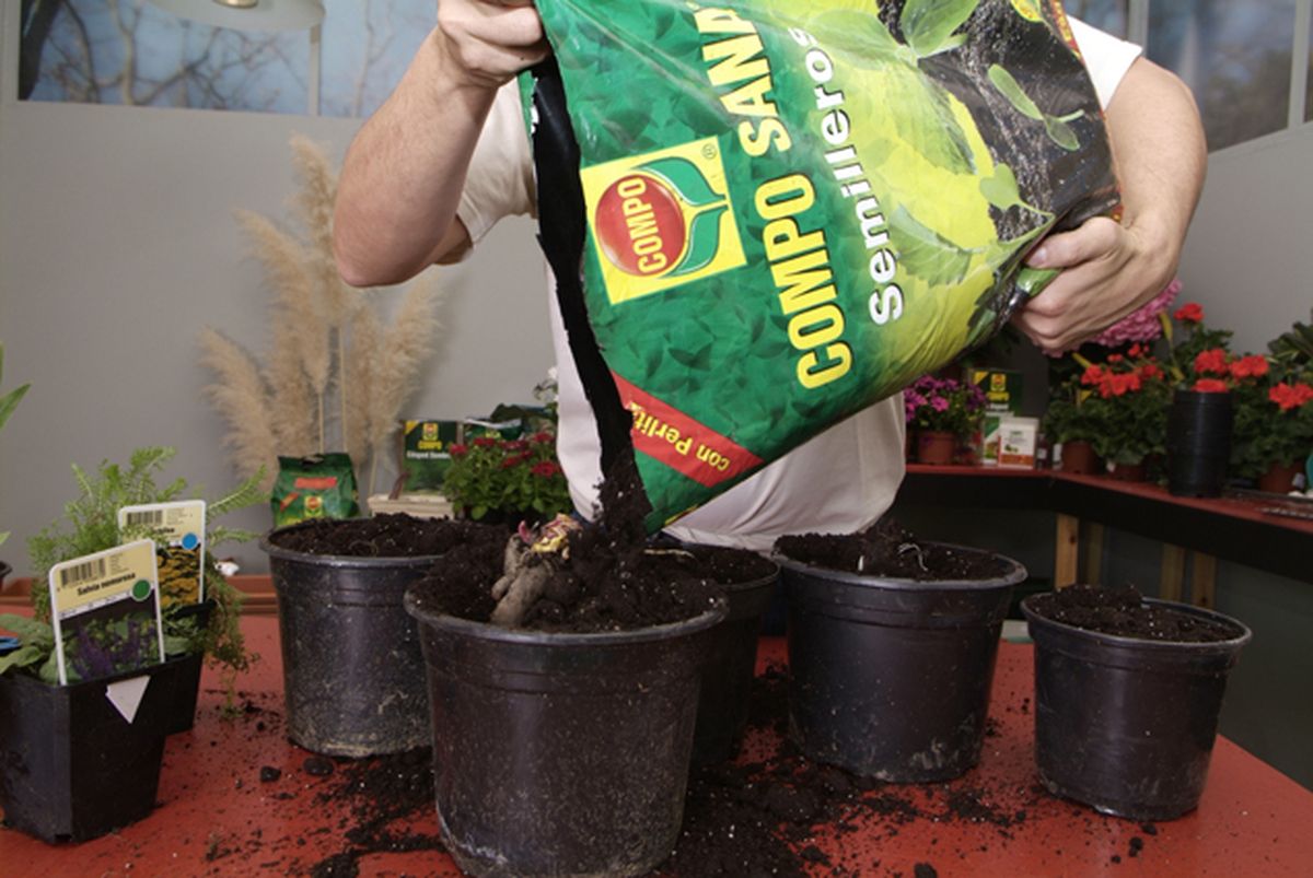 Plantaciondevivacespaso3