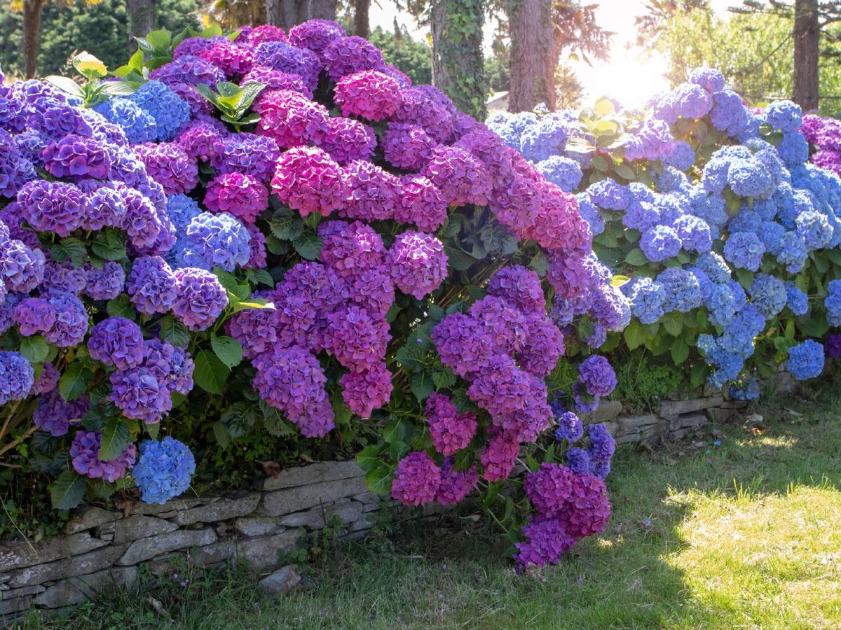 Las hortensias crean setos frondosos y coloridos.