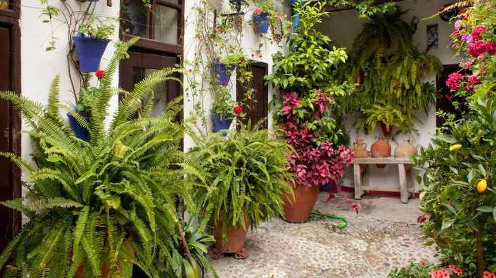 flores y plantas patio cordobes