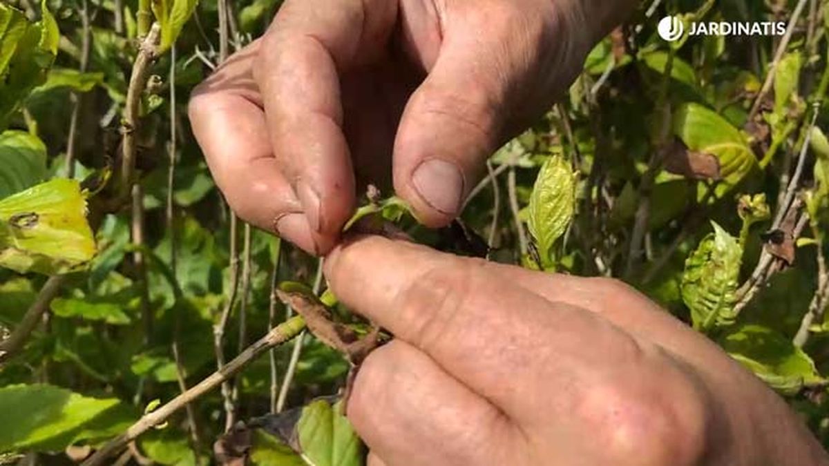 flor helada hortensia despues de helada tardia de primavera jardinatis 22 13