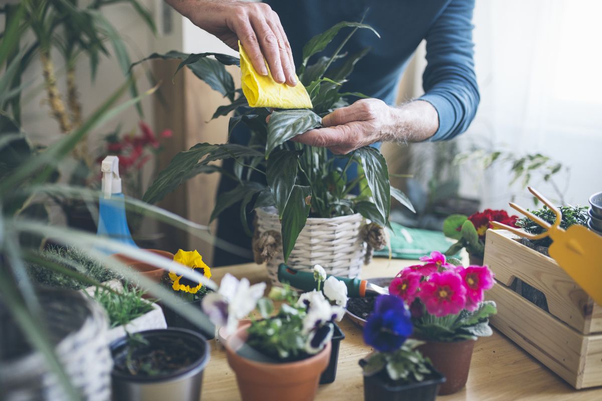 limpiar hojas plantas