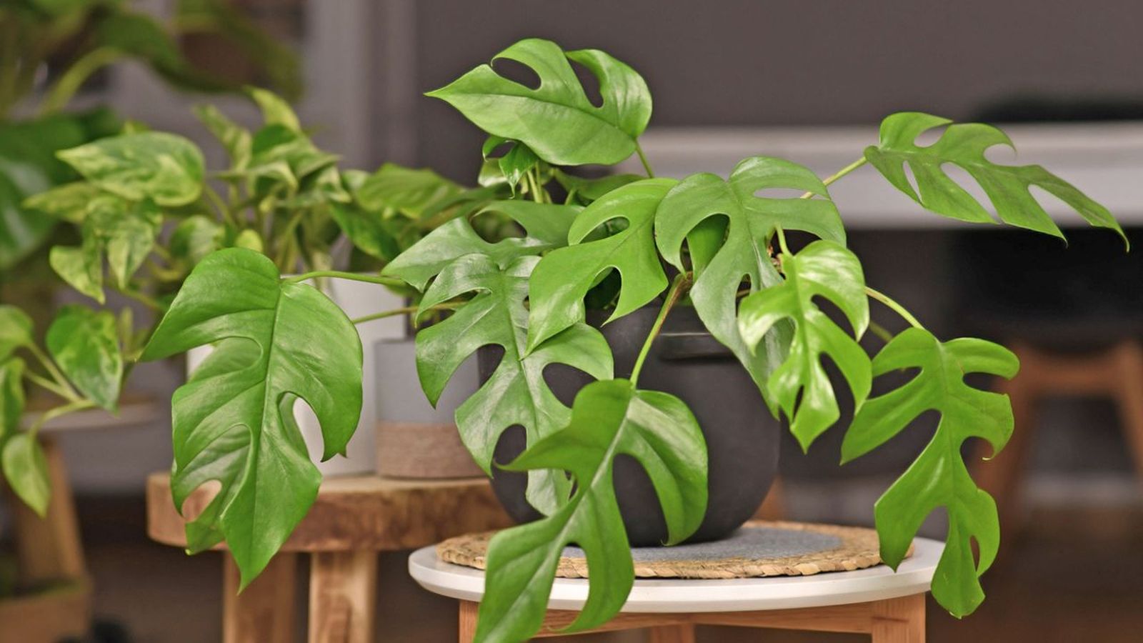 cuidados de la planta monstera minima