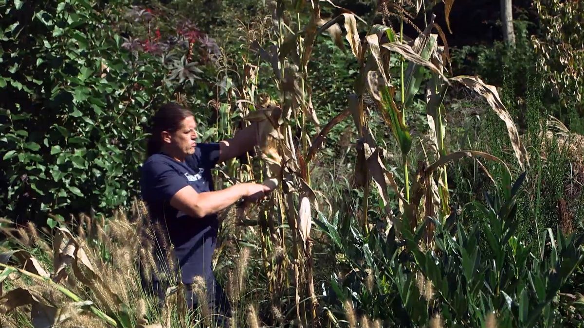 brico 964 3 mijo maiz morado maiz cosecha