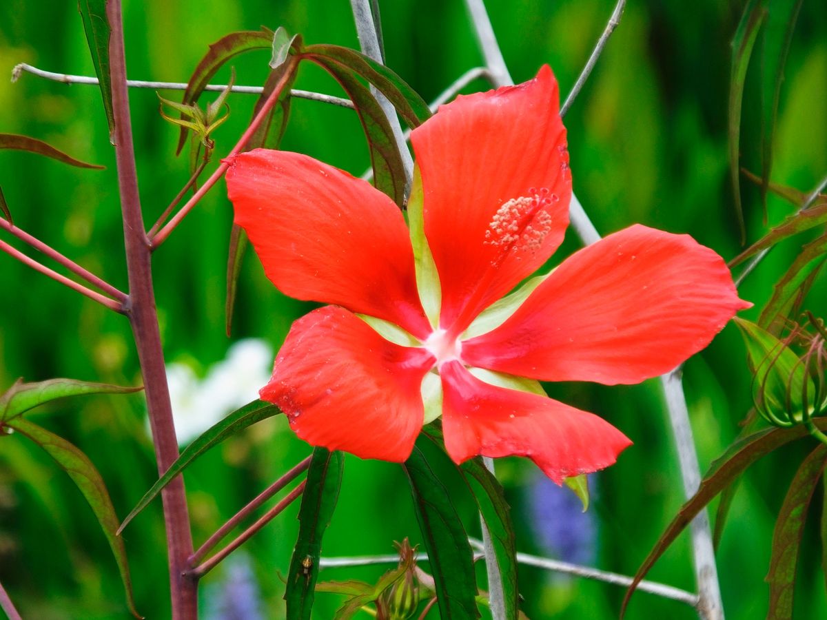 Dos variedades de hibiscus o hibisco coccineus 1