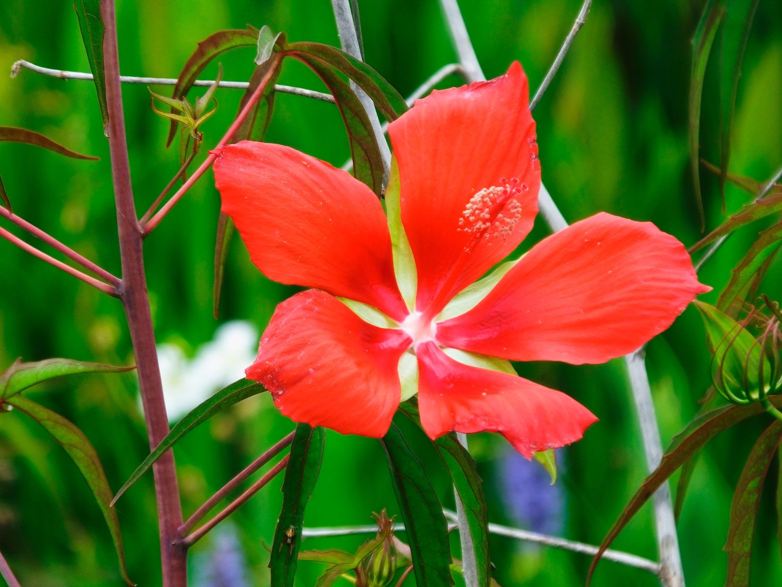 Dos variedades de hibiscus o hibisco coccineus 1