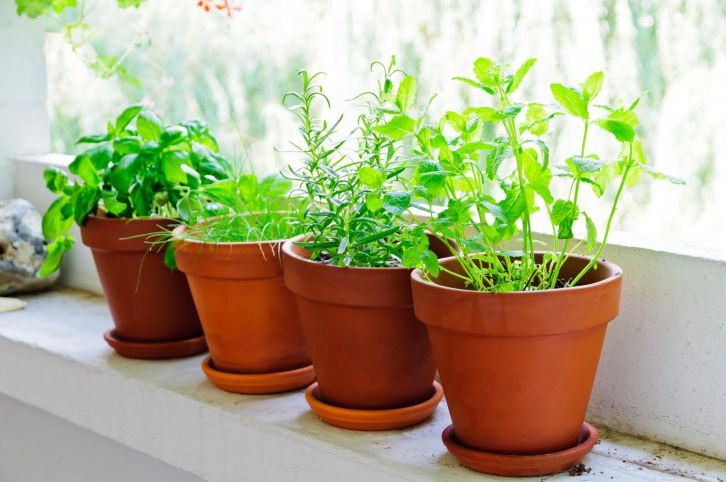 JARO007_5 plantas aromáticas básicas para la casa