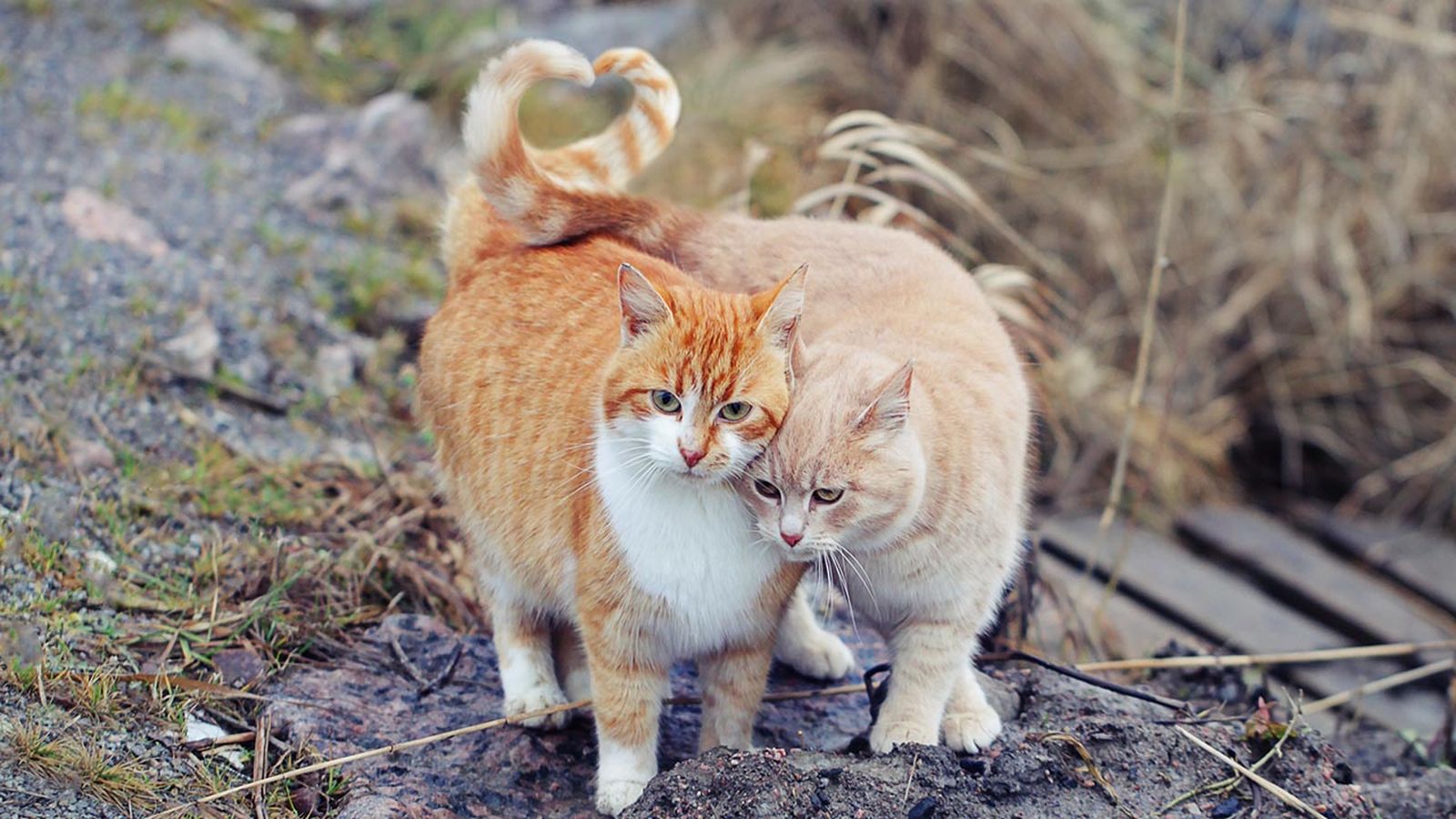 sida felino 1