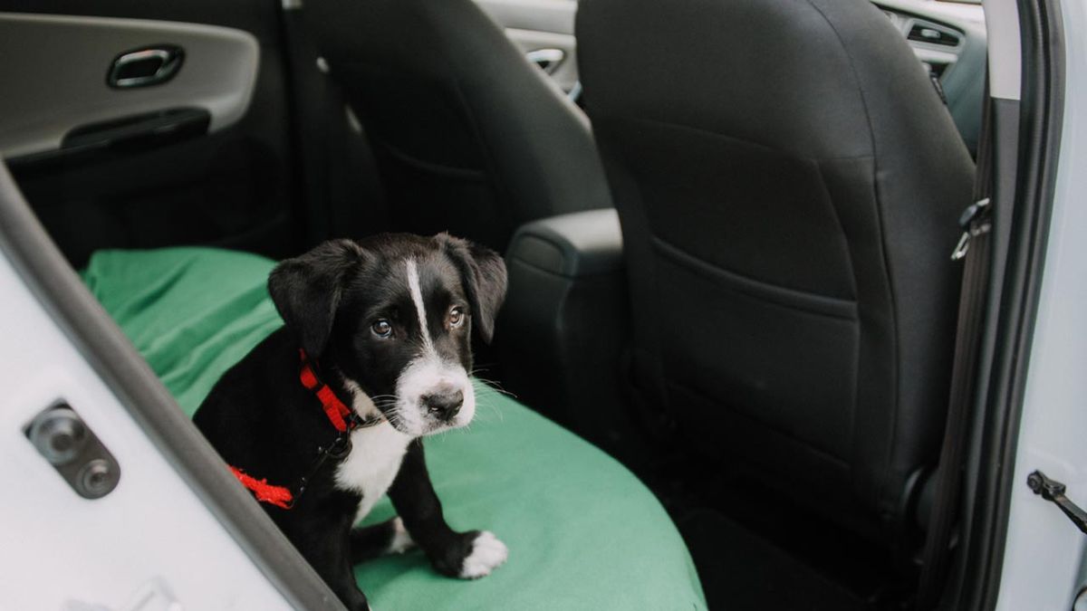evitar que mi perro se maree en coche