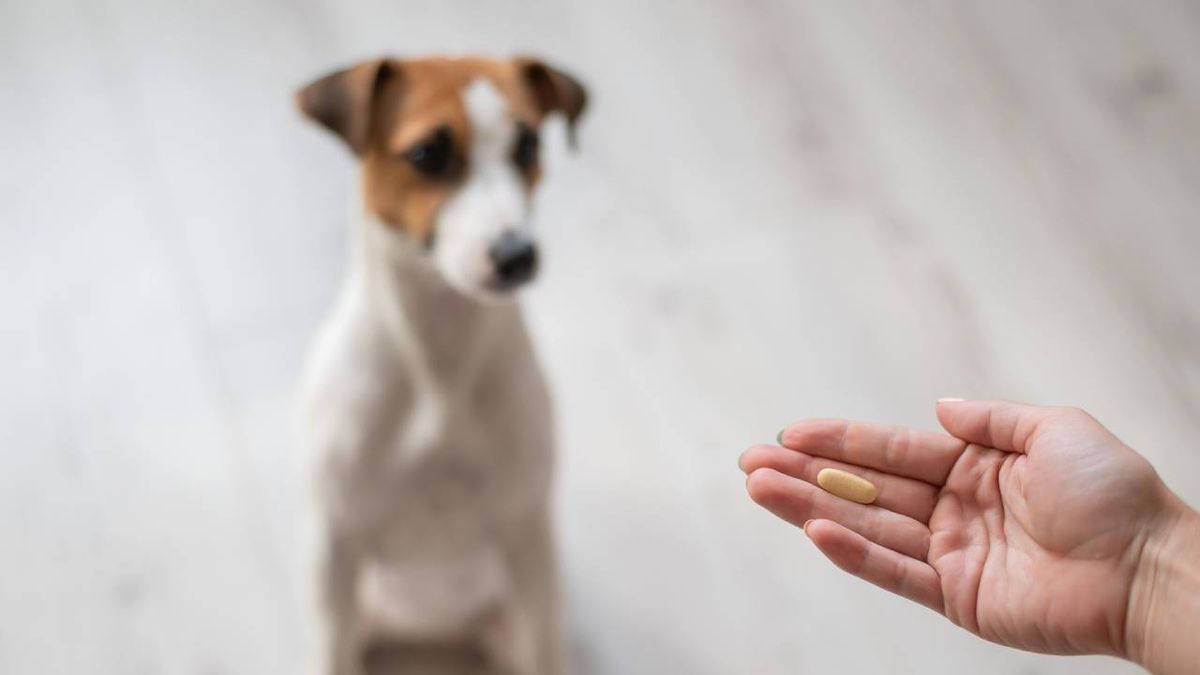 Su mecanismo de acción tiene como objetivo mejorar la salud metabólica del animal.