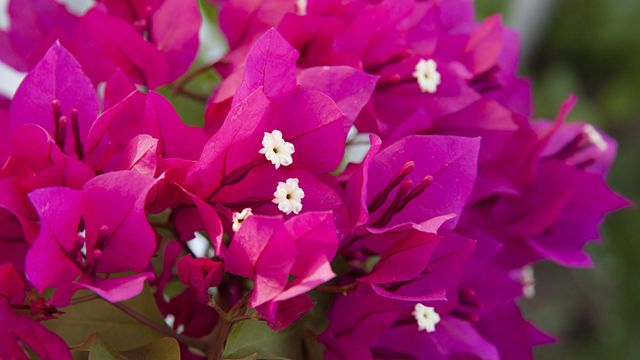 flor de la buganvilla xl