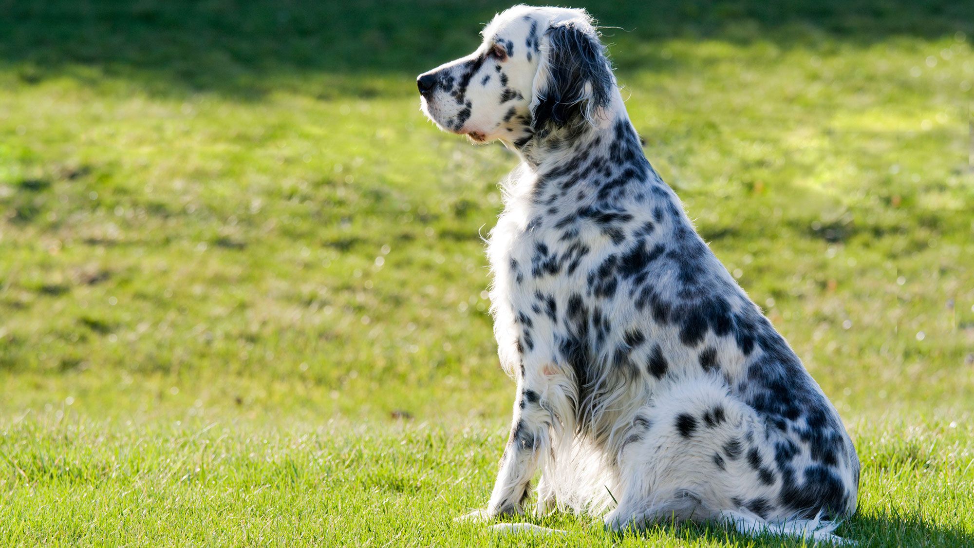 perro raza setter ingles colores
