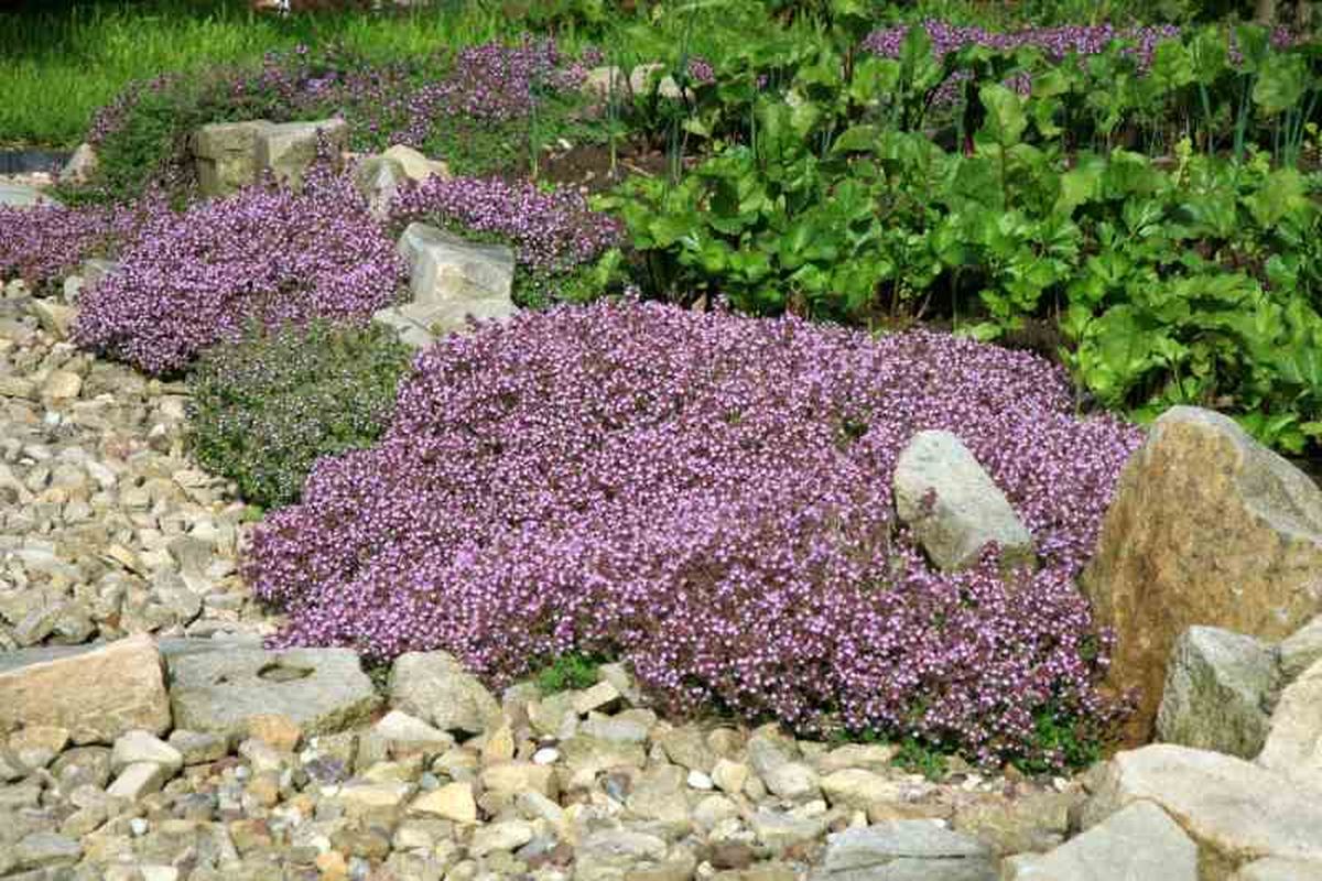 Thymus serpyllum