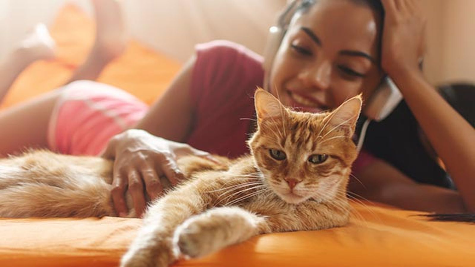 gato naranja mimoso