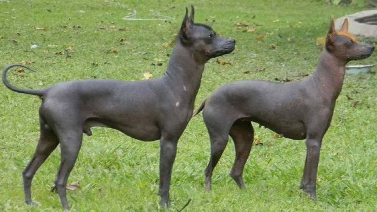 razas de perros argentinos perro pila (1)