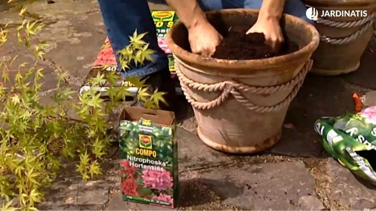 plantacion arce japones brico 617