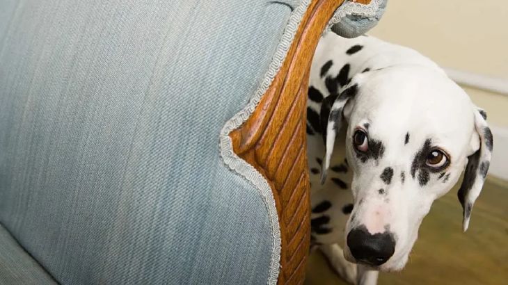Si tu perro se esconde, no intentes hacerle salir a la fuerza.