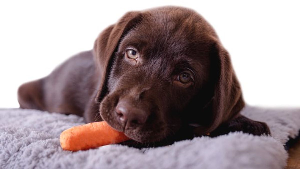 que verduras pueden comer los perros 7