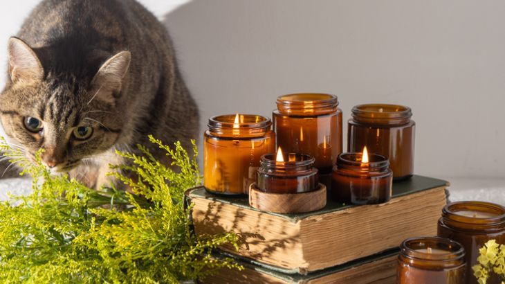 aromaterapia en gatos 1