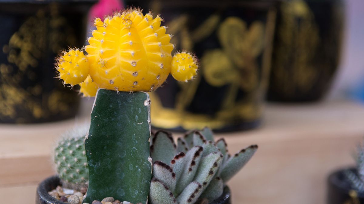 Gymnocalycium mihanovichii cactus injertado