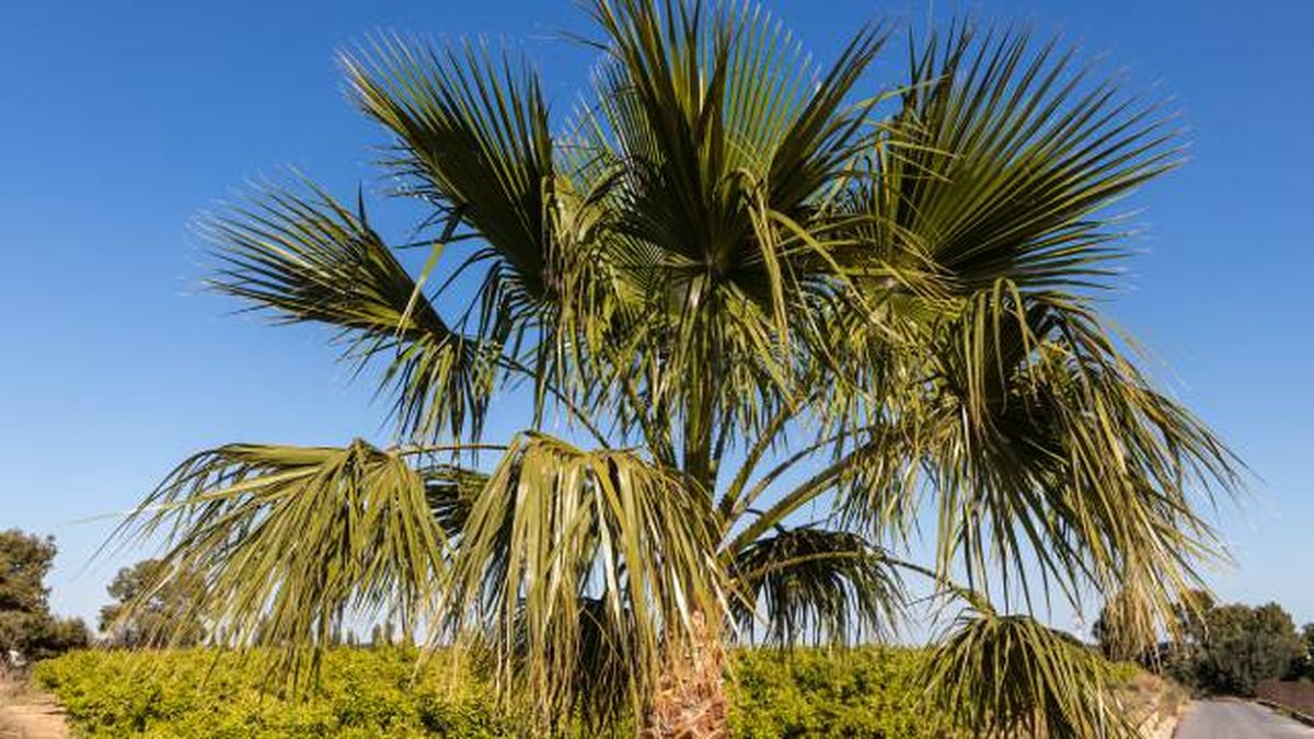 washingtonia robusta