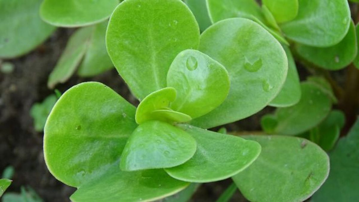 hojas de la planta verdolaga portulaca oleracea