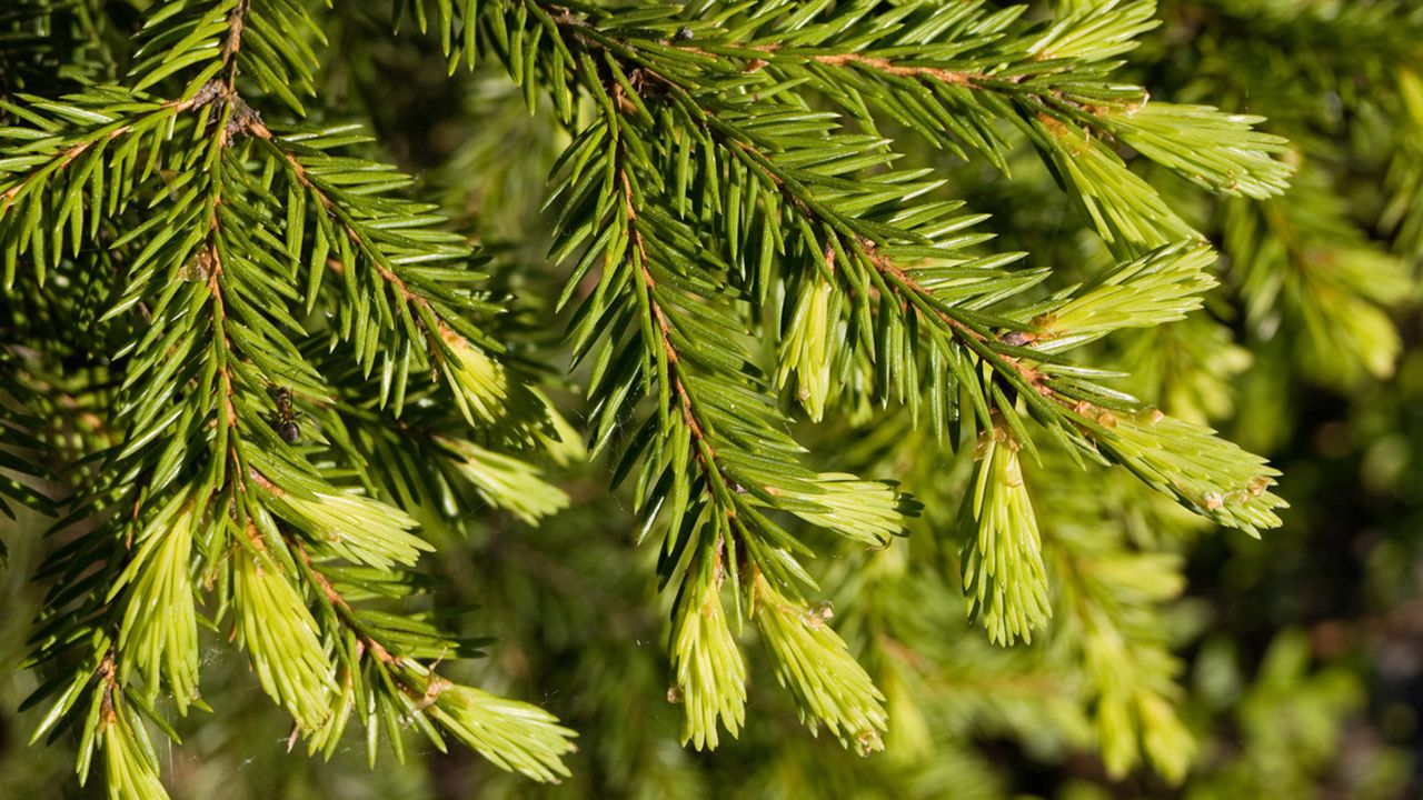abeto picea navidad