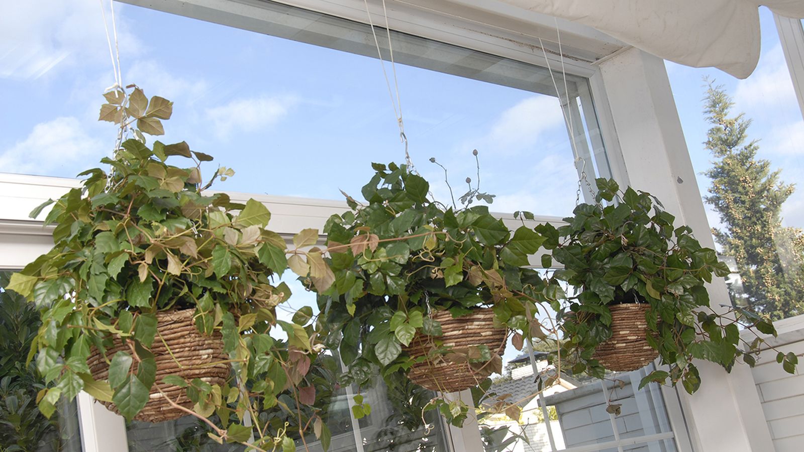 Cuidados del cissus o ciso