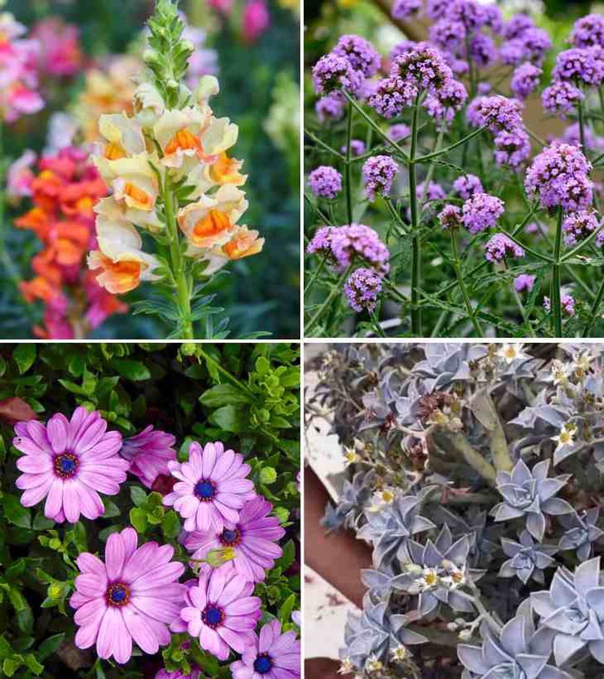 De izq. a drcha.: boca de dragón, verbena. margarita del Cabo y madreperla