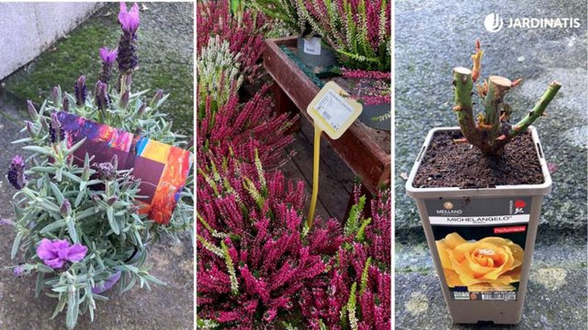 lavanda brezo rosal perfumado