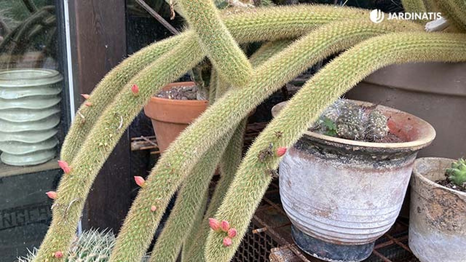 cactus tipo churro coleccion inigo segurola jardinatis