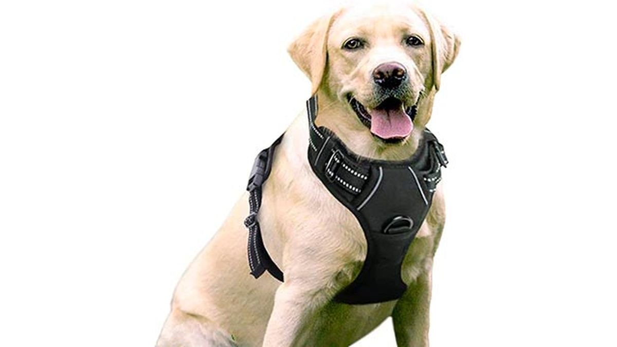 arnes para perros
