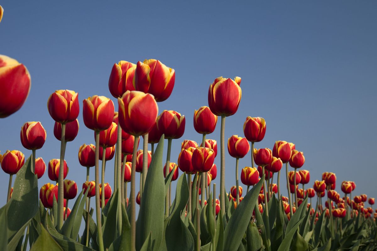 Tulipa Abu Hassan