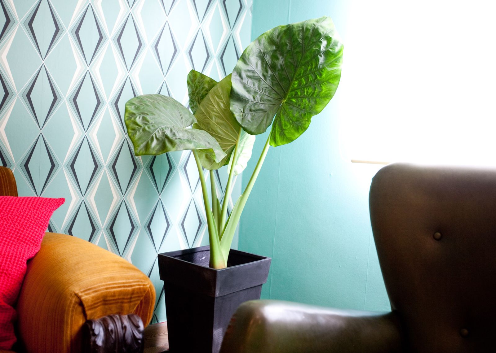 Plantas de interior retro