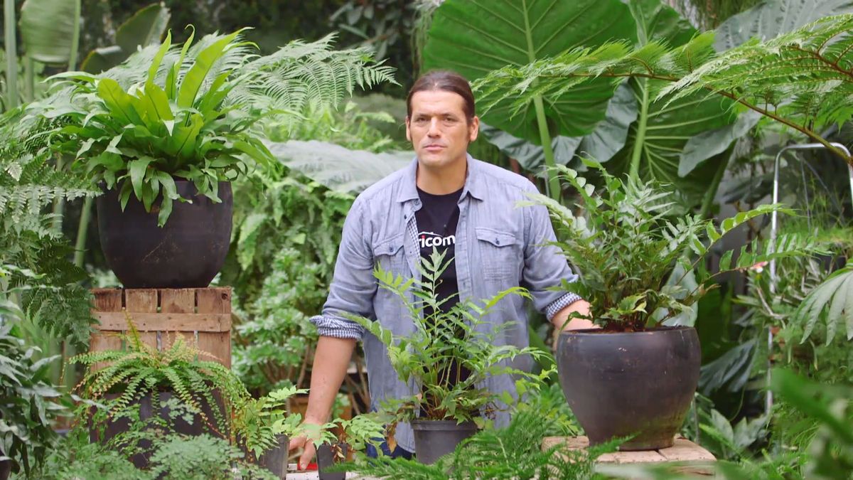 brico 929 3 helecho acebo xl