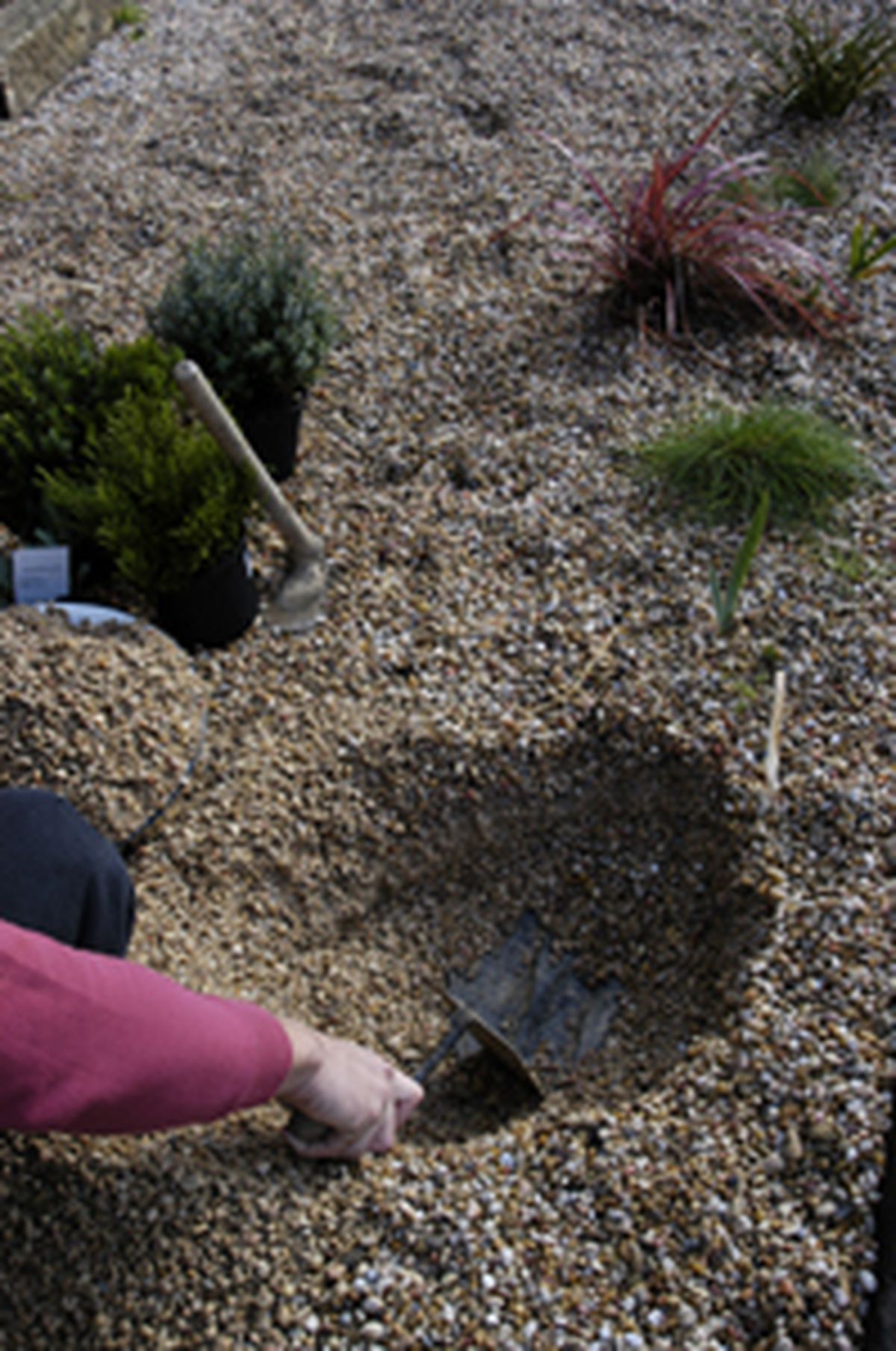 Plantación en gravilla al sol   paso 1