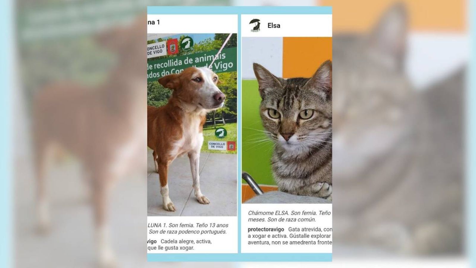 Las mascotas cuentan con foto y descripción en sus fichas / Fuente: App Vigo
