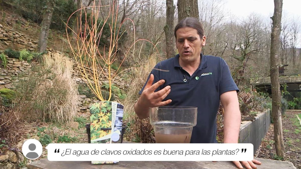 brico 1025 briconsulta agua de clavos para plantas xl