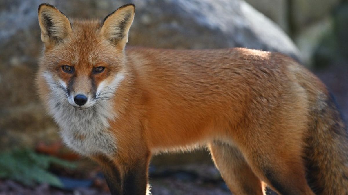 animales nocturnos zorro