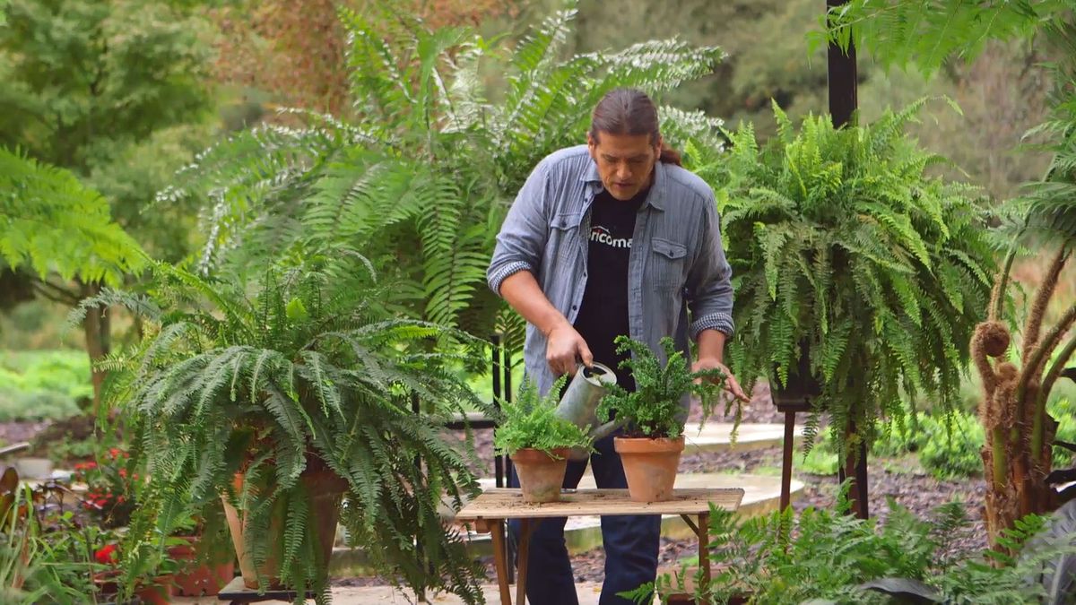 brico 930 3 variedades helechos nephrolepis detalle