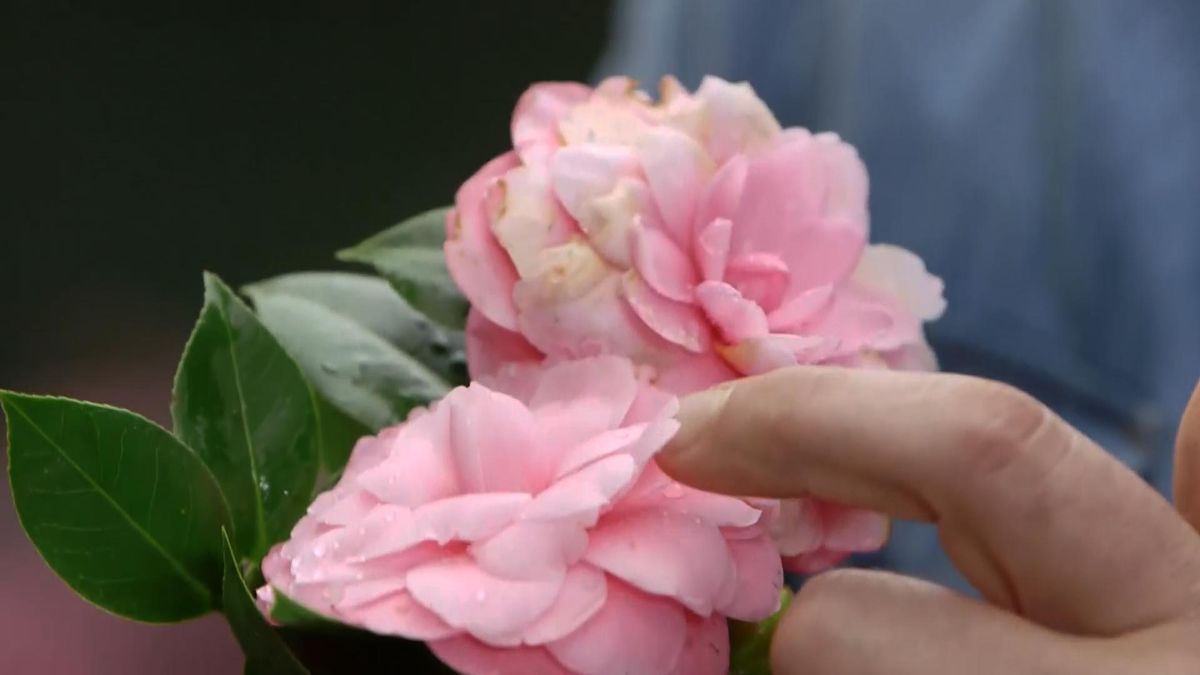 968 caracteristicas camelia japonica