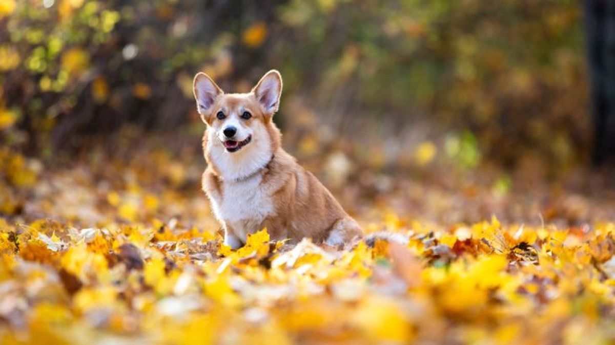 corgi gales de pembroke 7