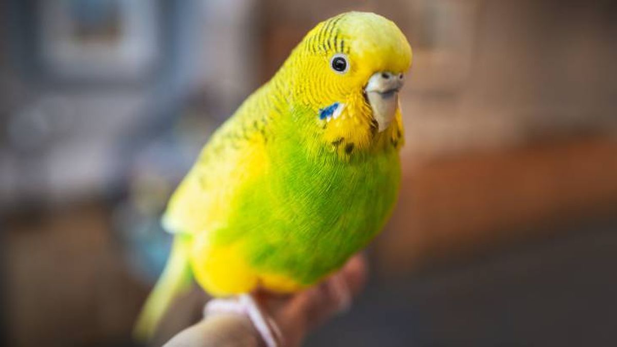 enfermedades de los pajaros prevencion