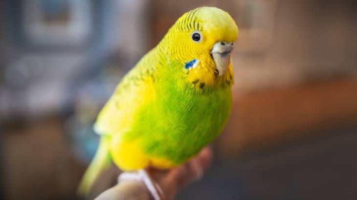enfermedades de los pajaros prevencion