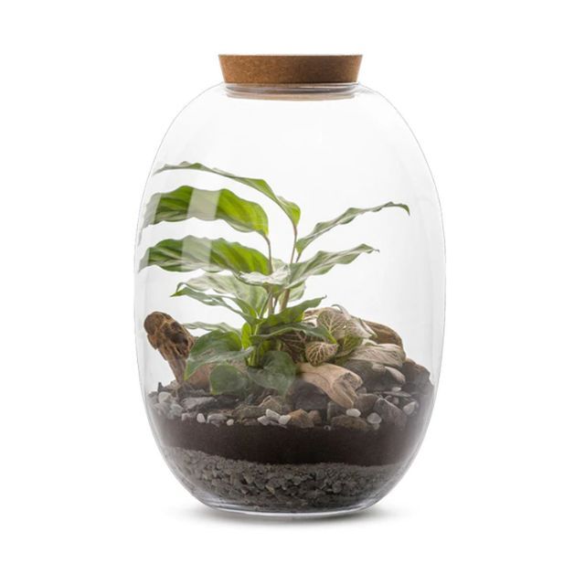 terrario autonomo kanope naturalys 3 plantas